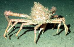 L'araignée de mer