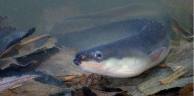 L’Anguille argentée