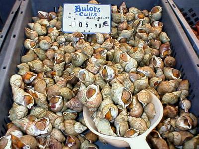 Le bulot