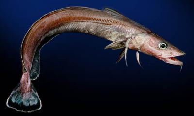 La lingue bleue (ou julienne)