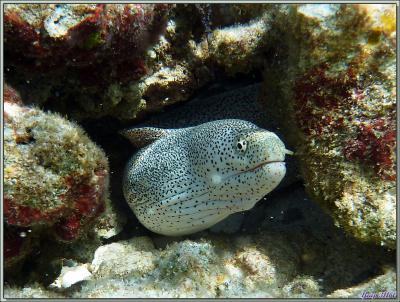 Le gymnothorax pictus