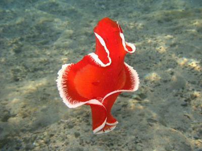 La danseuse espagnole