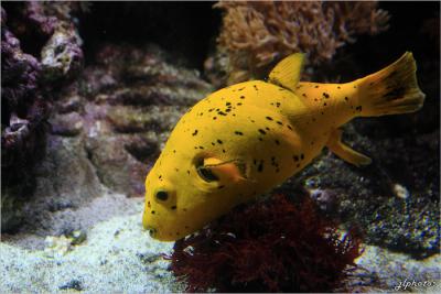 Le poisson-ballon à tâches noires