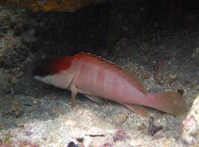 L'epinephelus fasciatus