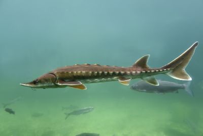 L'esturgeon