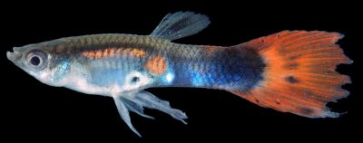 Le poecilia reticulata peters