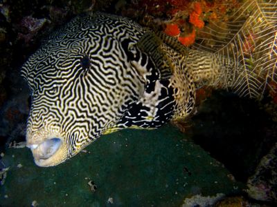 Le poisson-ballon griffonné