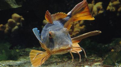 Le poisson tombe (ou grondin perlon)