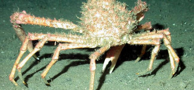 L'araignée de mer