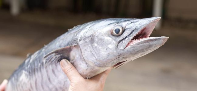 Le wahoo
