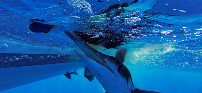 La pêche au gros