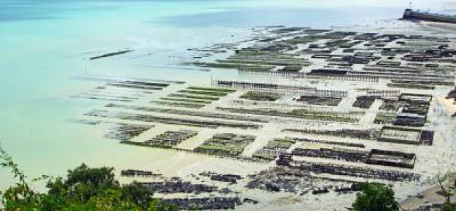 Pêche au bar dans les casiers à huîtres