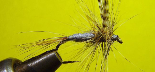 Conseils sur le matériel pour pêcher le mulet à la mouche