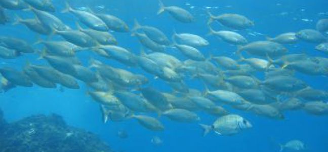 Conseil sur le matériel pour pêcher la daurade royale à la calée