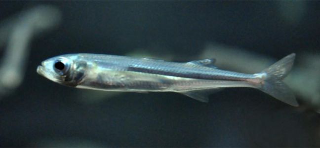 Comment pêcher l'éperlan à la mitraillette ?