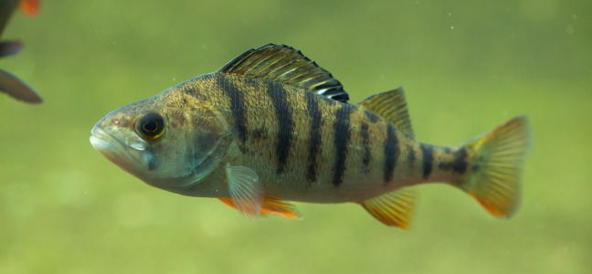 La perche