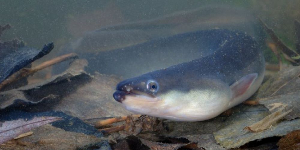 L’Anguille argentée