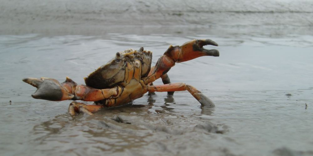 Le crabe