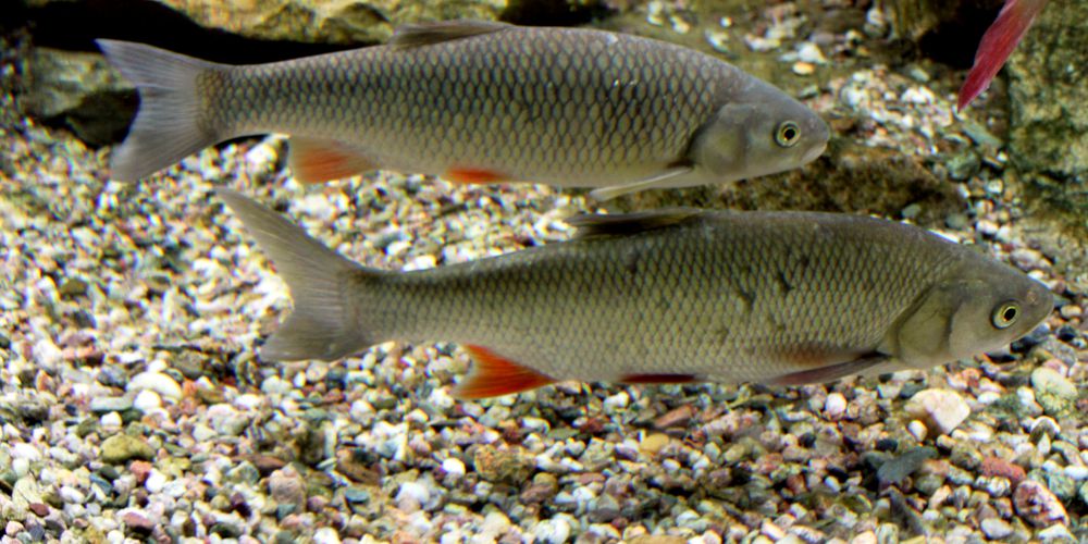 Le Chevesne, Chevaine ou Cabot