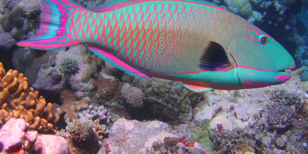 Le poisson perroquet