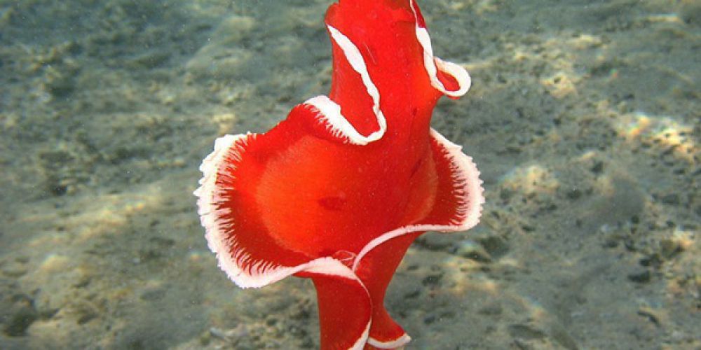 La danseuse espagnole