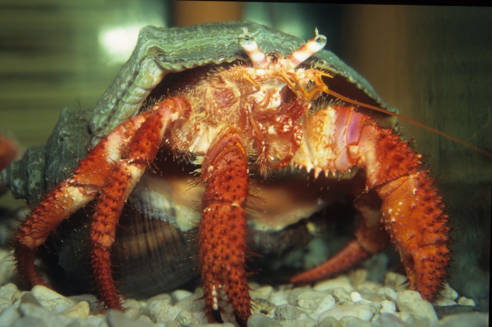 Le bernard l'hermite (ou piade)