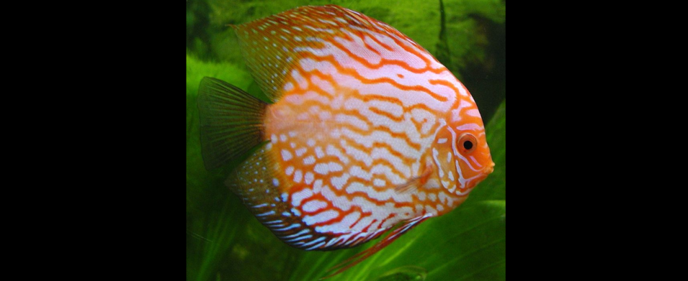 Le cichlide tanganyika