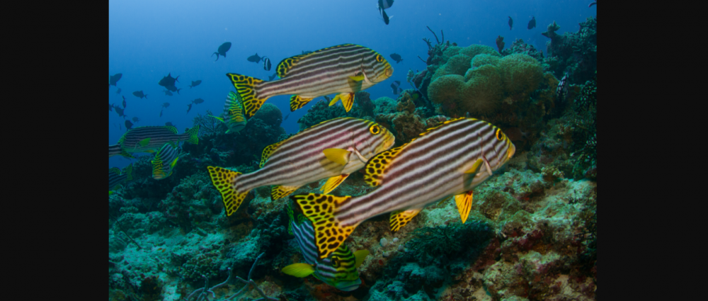 Le diagramme oriental