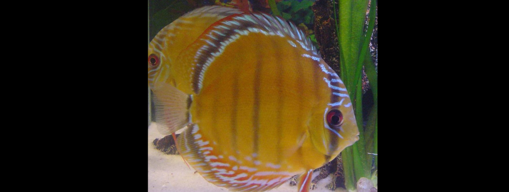 Le discus