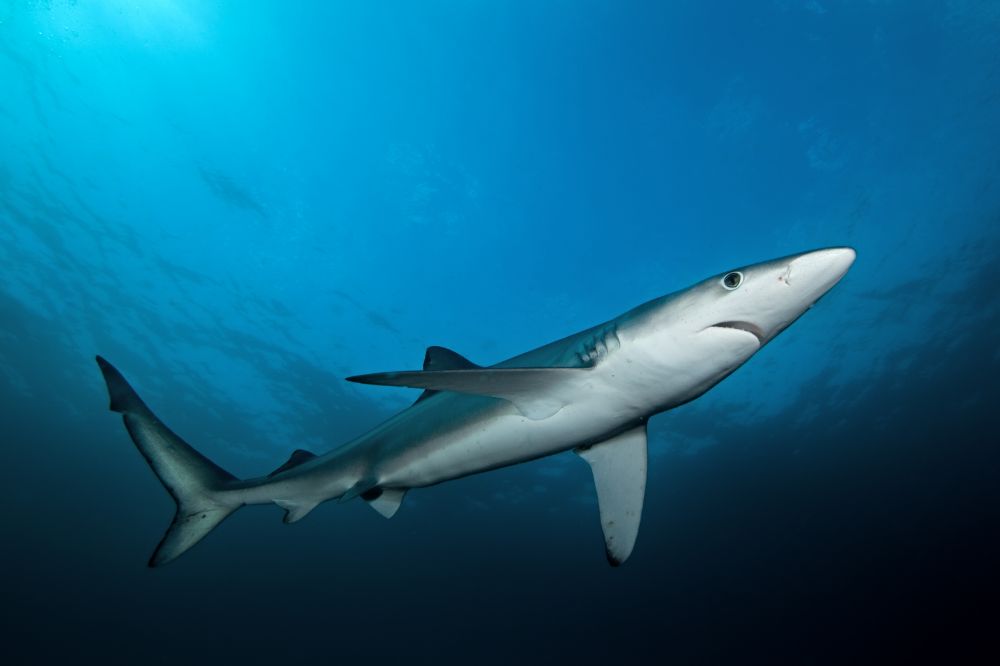 Le requin à peau bleue