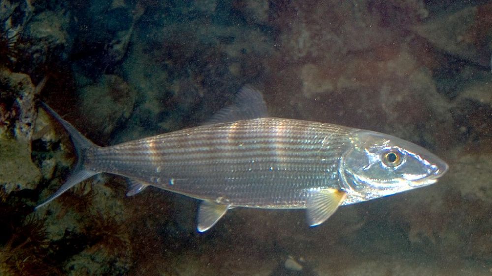 Le poisson banane