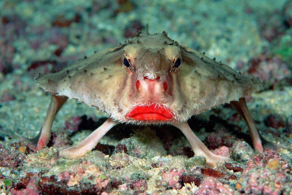 Le poisson chauve-souris