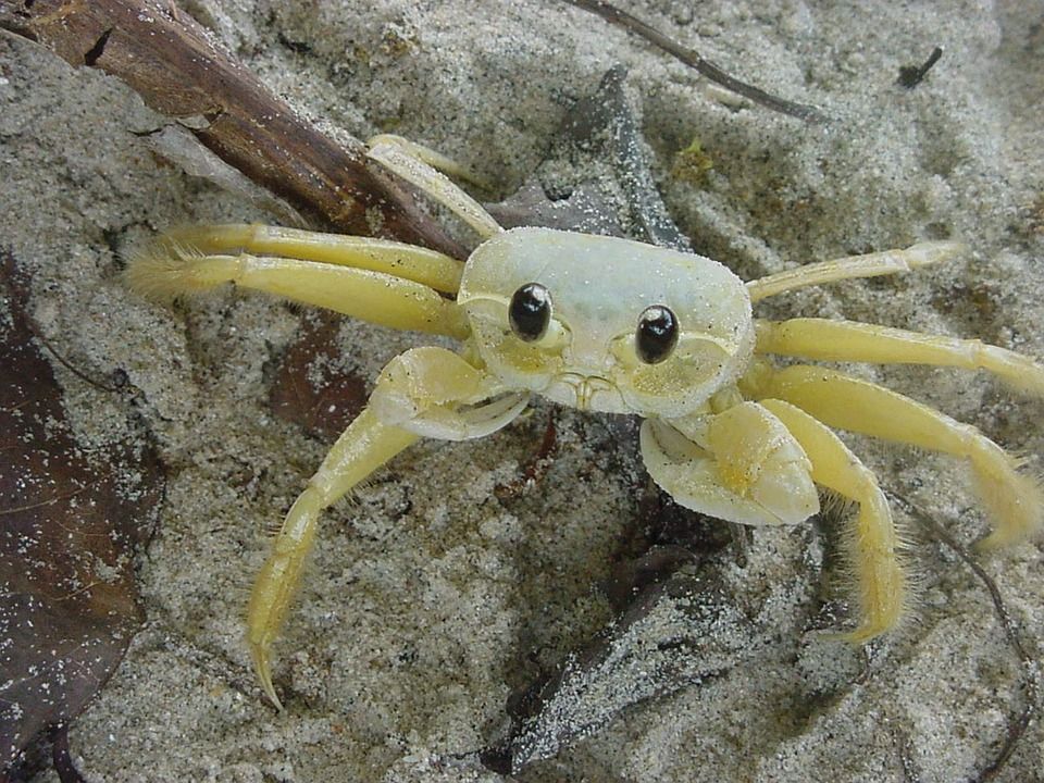 Le crabe blanc
