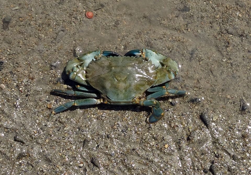 Le crabe de palétuvier