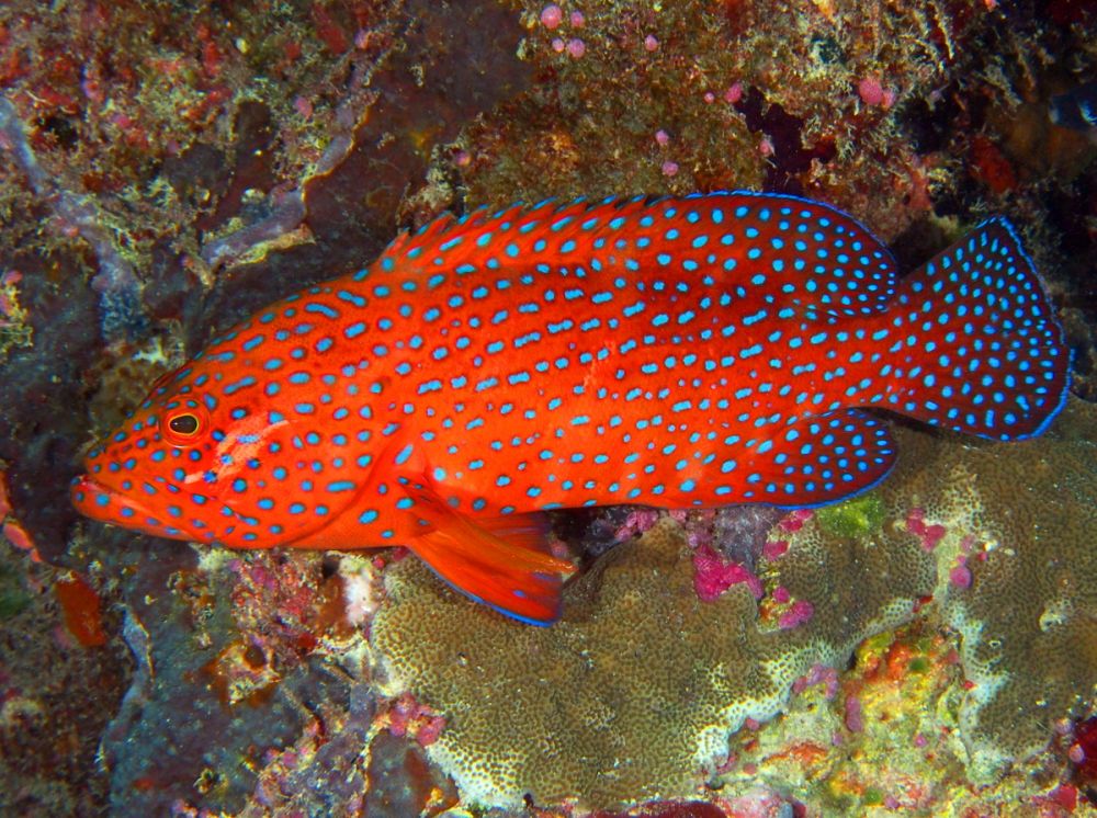 Le cephalopholis miniata (ou mérou rouge)