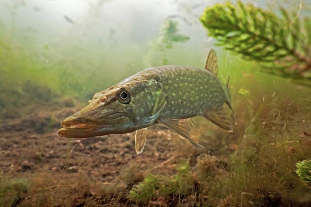 Le brochet